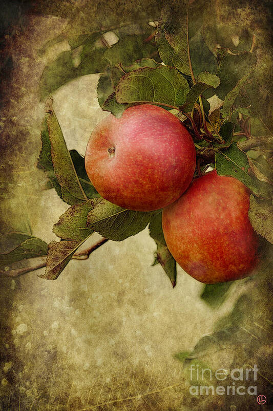 Apples Art Print featuring the photograph Pink Ladies by Linda Lees