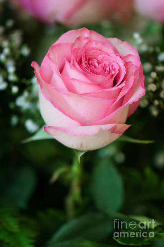 Pink Rose Art Print featuring the photograph Pink Rose by Gwen Gibson