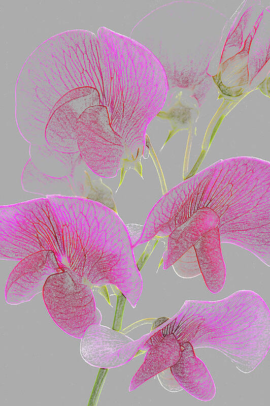 Freshness Art Print featuring the photograph Pink Sweet Pea Flowers As Coloured by Rosemary Calvert