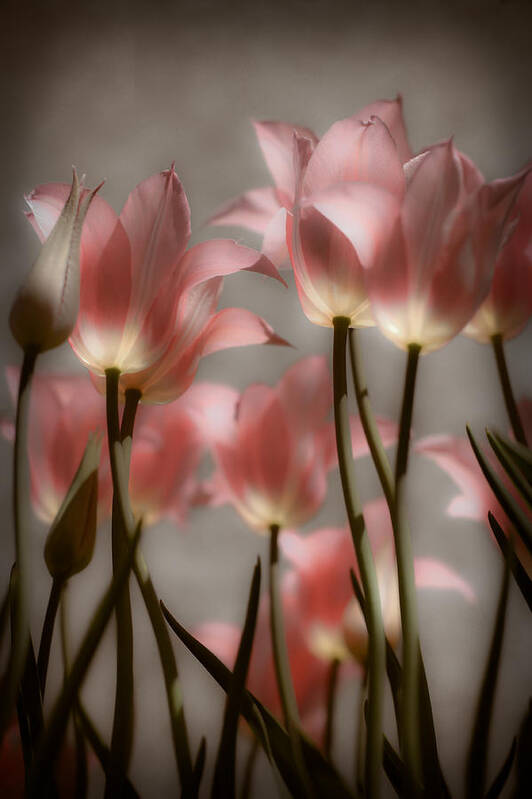 Tulips Art Print featuring the photograph Pink Tulips Glow by Michelle Joseph-Long