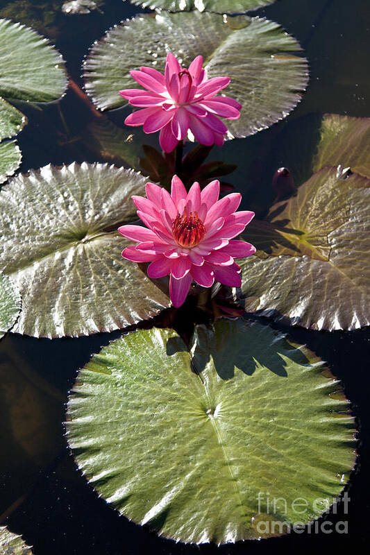 Water Llilies Art Print featuring the photograph Pink Water Lily III by Heiko Koehrer-Wagner