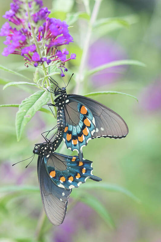 Photography Art Print featuring the photograph Pipevine Swallowtail Butterflies Battus by Animal Images
