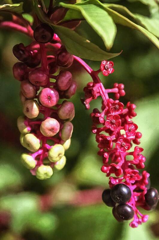 Berry Art Print featuring the photograph Pokeberries by CarolLMiller Photography