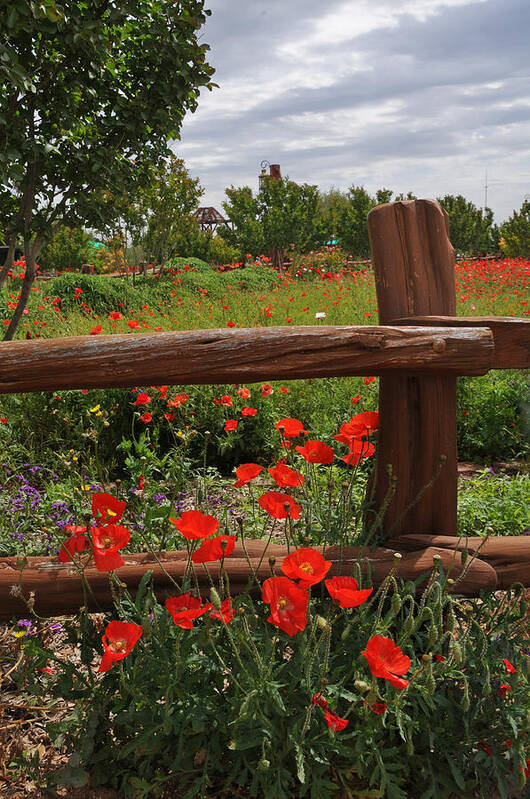 Wildflowers Art Print featuring the photograph Poppies at the Farm by Lynn Bauer