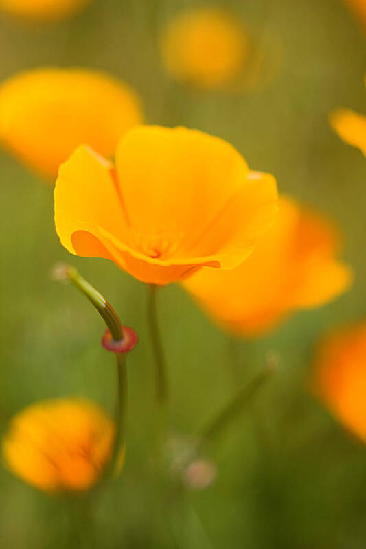 Floral Art Print featuring the photograph Poppy II by Ronda Kimbrow