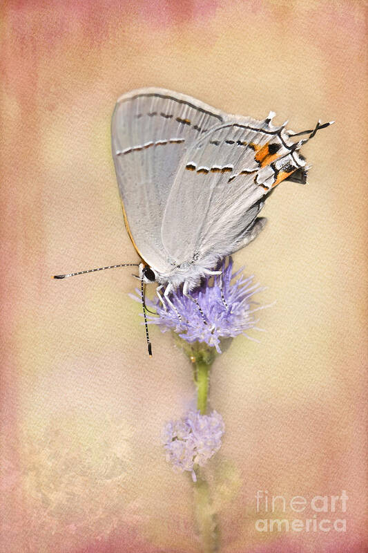 Gray Hairstreak Butterfly Art Print featuring the photograph Portrait of a Gray Hairstreak by Betty LaRue