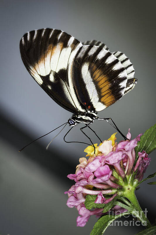Butterfly Art Print featuring the photograph Posing for the Camera by Billy Bateman