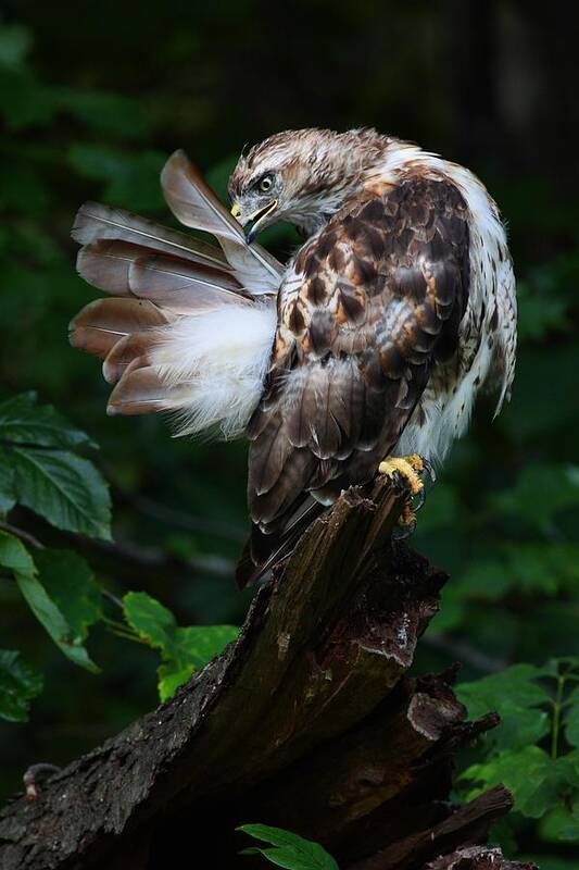 Redtail Art Print featuring the photograph Preening by Mike Farslow