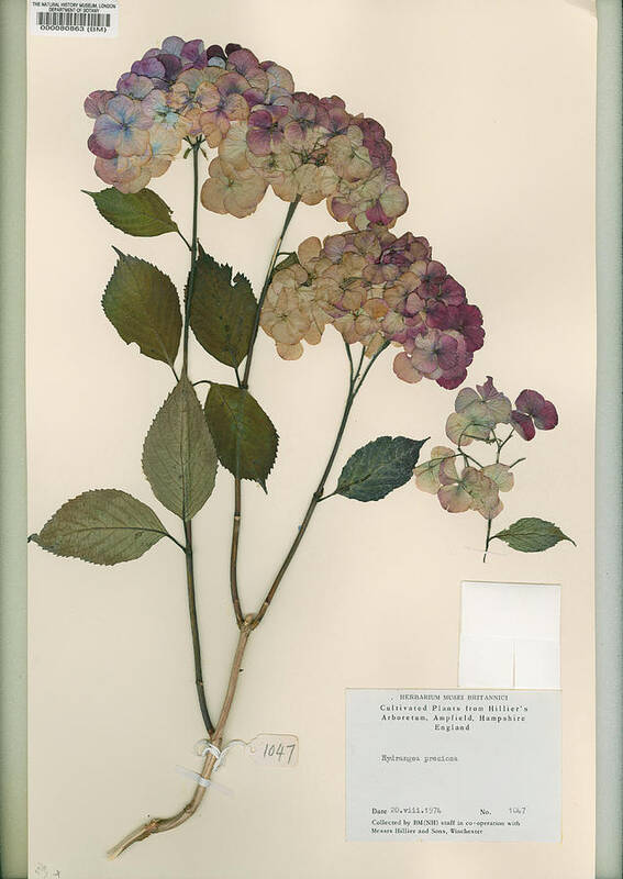 Angiosperm Art Print featuring the photograph Pressed Hydrangea 'preziosa' by Natural History Museum, London/science Photo Library