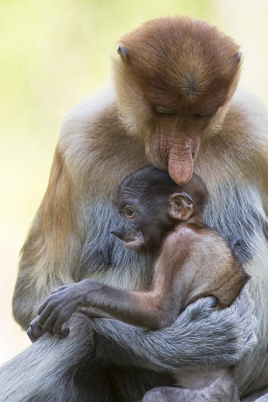 Suzi Eszterhas Art Print featuring the photograph Proboscis Monkey Mother Holding Baby by Suzi Eszterhas