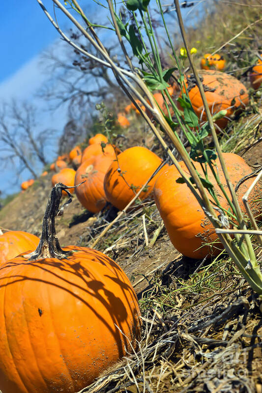 Field Art Print featuring the photograph Pumpkin diziness by PatriZio M Busnel