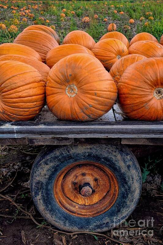 Pumpkin Art Print featuring the photograph Pumpkin Wheel by Henry Kowalski