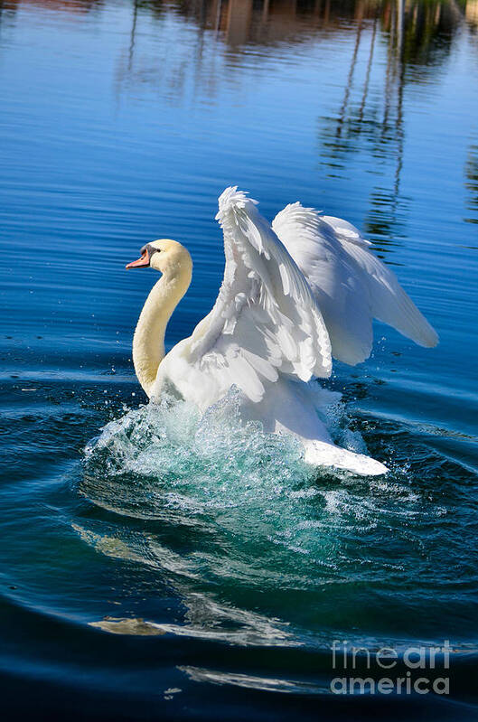 White Swan Art Print featuring the photograph Pure Joy by Deb Halloran