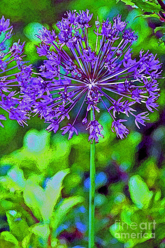 Garden Art Print featuring the photograph Purple Allium Flower by Karen Adams