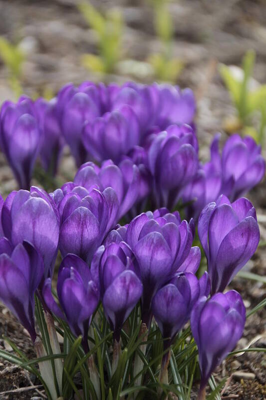 Springtime Art Print featuring the photograph Purple crocus Flowers by Valerie Collins