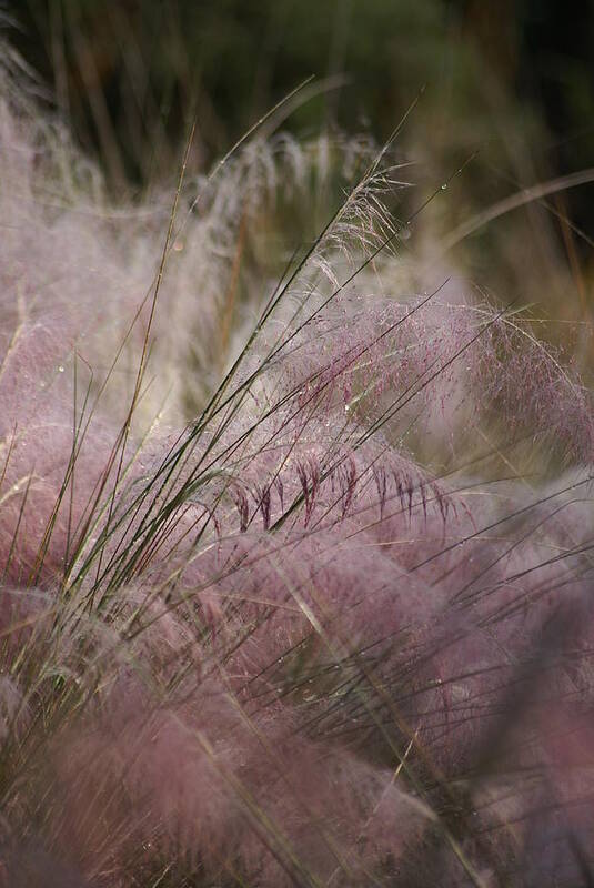 Purple Art Print featuring the photograph Purple in Bloom by Patricia Twardzik