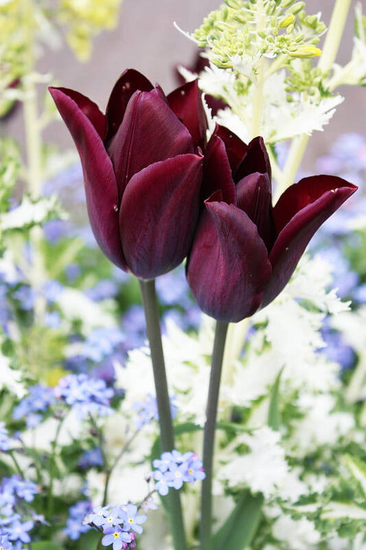 Flora Art Print featuring the photograph Purple Pair by Gerry Bates