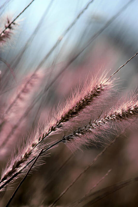 Ornamental Grass Art Print featuring the photograph Purple Waves of Grain Fine Art Print by Penny Hunt