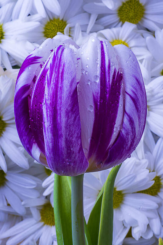 Purple Art Print featuring the photograph Purple white tulip by Garry Gay