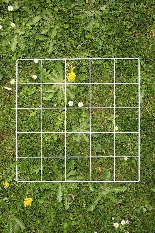 Quadrat Art Print featuring the photograph Quadrat On A Lawn With Weeds by Science Photo Library