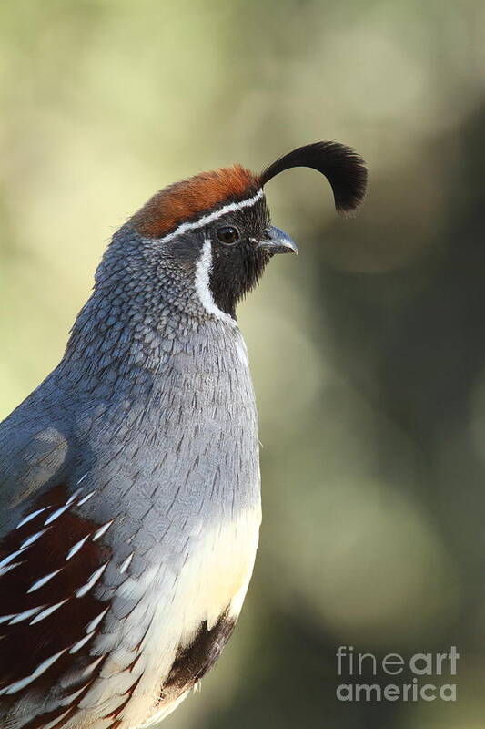 Quail Art Print featuring the photograph Quail portrait by Bryan Keil