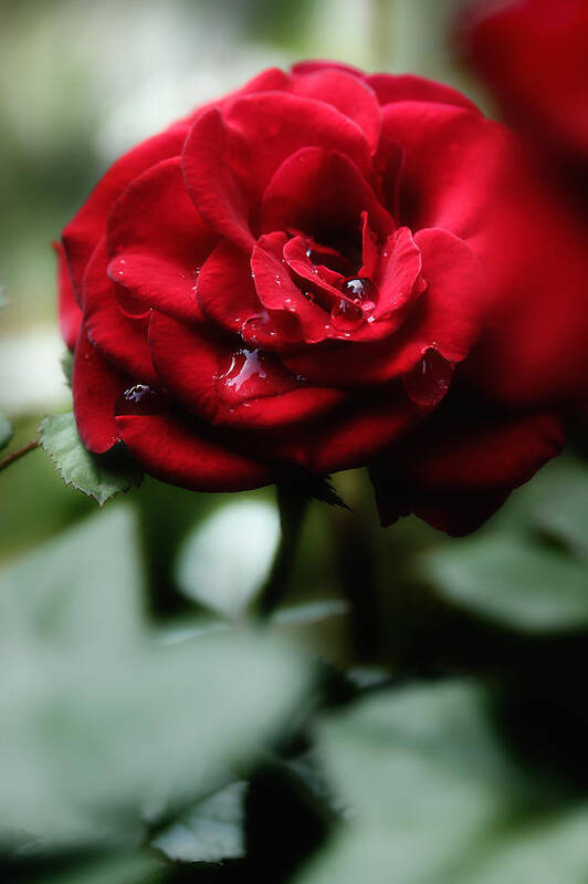 Red Rose Art Print featuring the photograph Quietly My Tears Fall by Michael Eingle