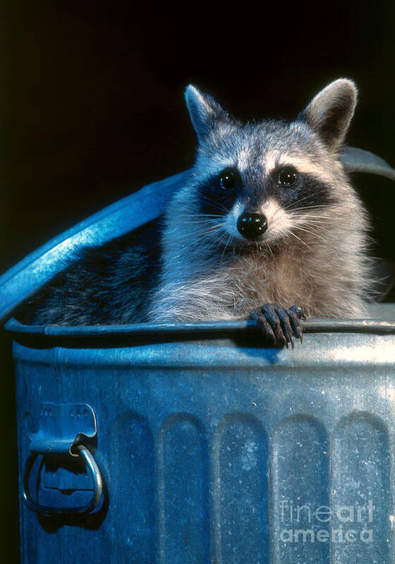 Raccoon Art Print featuring the photograph Raccoon in garbage can by Steve Maslowski 