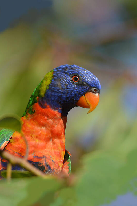 Bird Art Print featuring the photograph Rainbow Lorikeet Parrot by David Clode