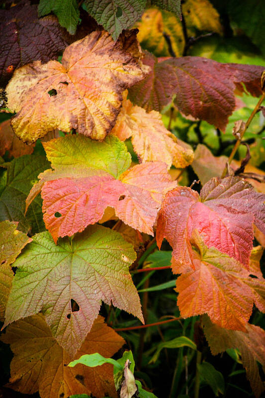 Fall Color Art Print featuring the photograph Rainbow of Fall Colored Leaves by Juli Ellen