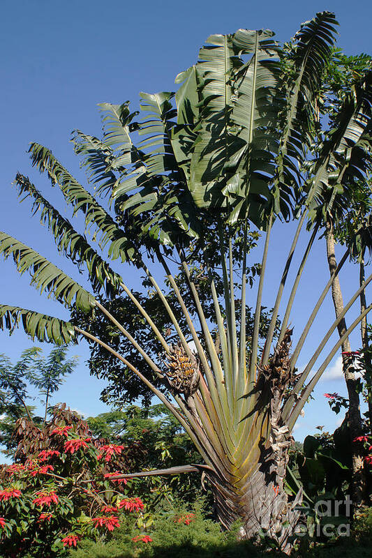 Africa Art Print featuring the photograph Ravenala palm tree Madagascar by Rudi Prott