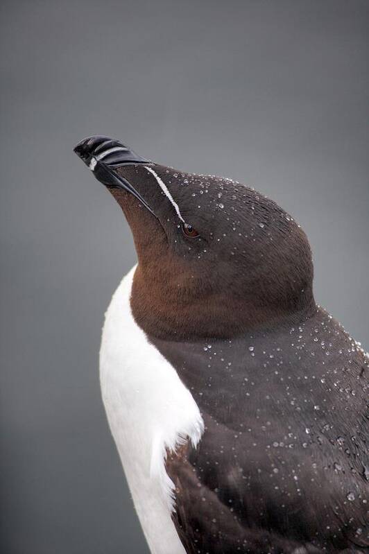 Alca Torda Art Print featuring the photograph Razorbill by Simon Booth/science Photo Library