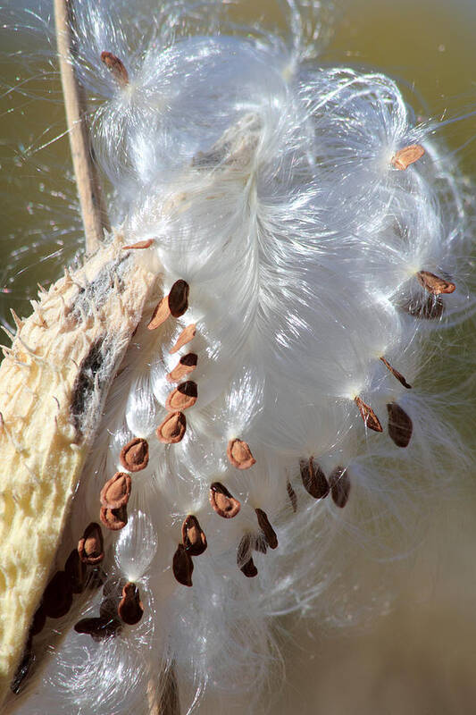 Milkweed Art Print featuring the photograph Ready To Fly by Shane Bechler