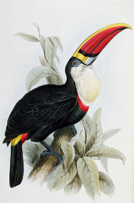Red Billed Art Print featuring the painting Red-Billed Toucan by Edward Lear