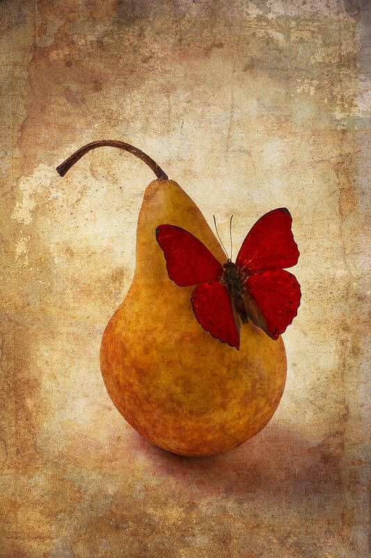 Golden Art Print featuring the photograph Red Butterfly On Pear by Garry Gay