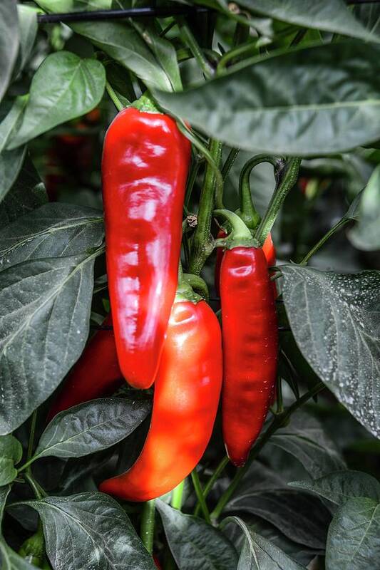 Agriculture Art Print featuring the photograph Red Chilli Peppers by Photostock-israel