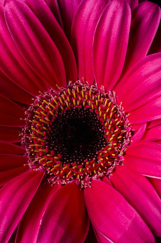 Red Gerbera Daisy Art Print featuring the photograph Red Daisy Close Up by Garry Gay