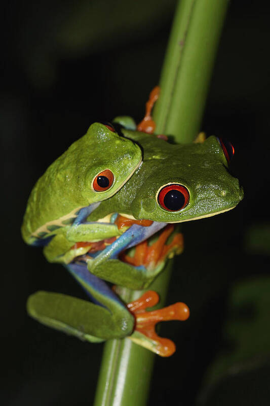 Feb0514 Art Print featuring the photograph Red-eyed Tree Frogs Mating Costa Rica by Hiroya Minakuchi