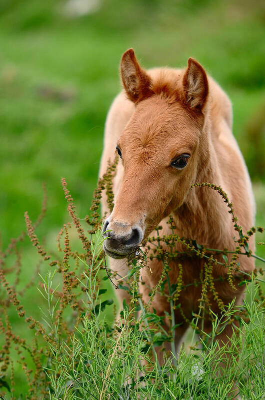 Horse Art Print featuring the photograph Red Foal. Beautiful Eyes by Jenny Rainbow