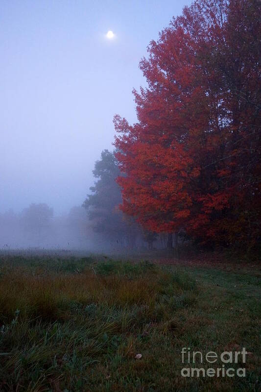 Newhampshire Art Print featuring the photograph Red Foliage Foggy Field by Kerri Mortenson