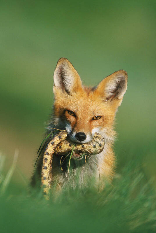 Fox Art Print featuring the photograph Red Fox with Snake by D Robert Franz