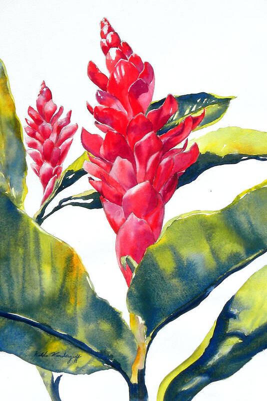 Red Ginger Flower Art Print featuring the painting Red Ginger by Hilda Vandergriff