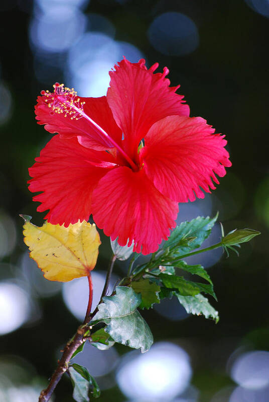 Red Art Print featuring the photograph Red Hibiscus Flower by Michelle Wrighton