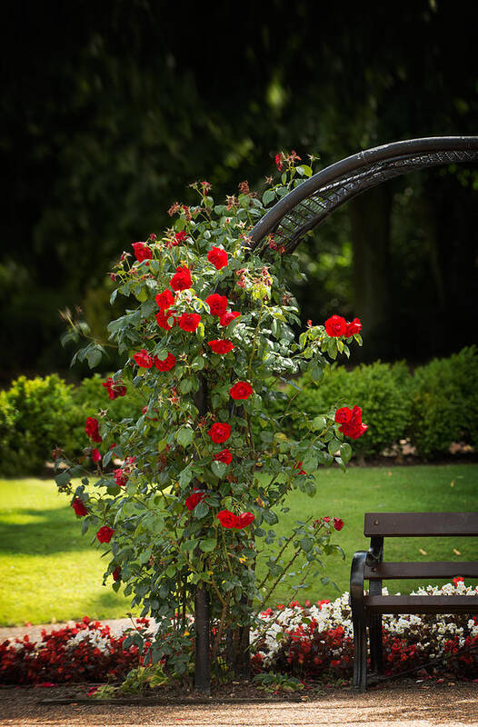 Roses Art Print featuring the photograph Red Roses by Amanda Elwell