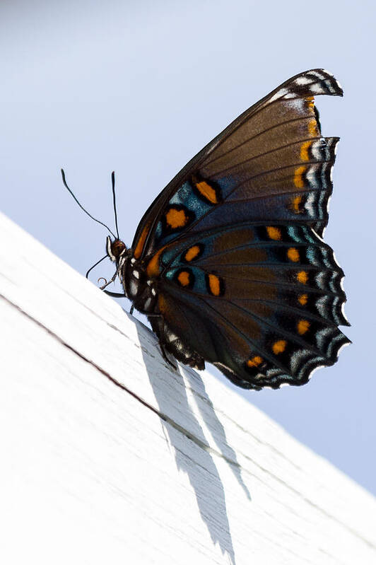 Bug Art Print featuring the photograph Red Spotted Purple by Gaurav Singh