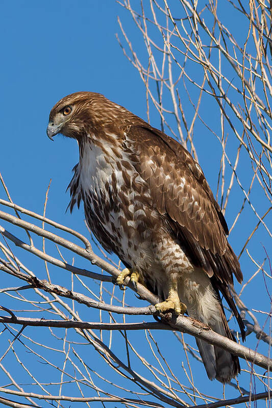 Red-tailed Hawk Art Print featuring the photograph Red-tailed hawk watching the ducks by Kathleen Bishop
