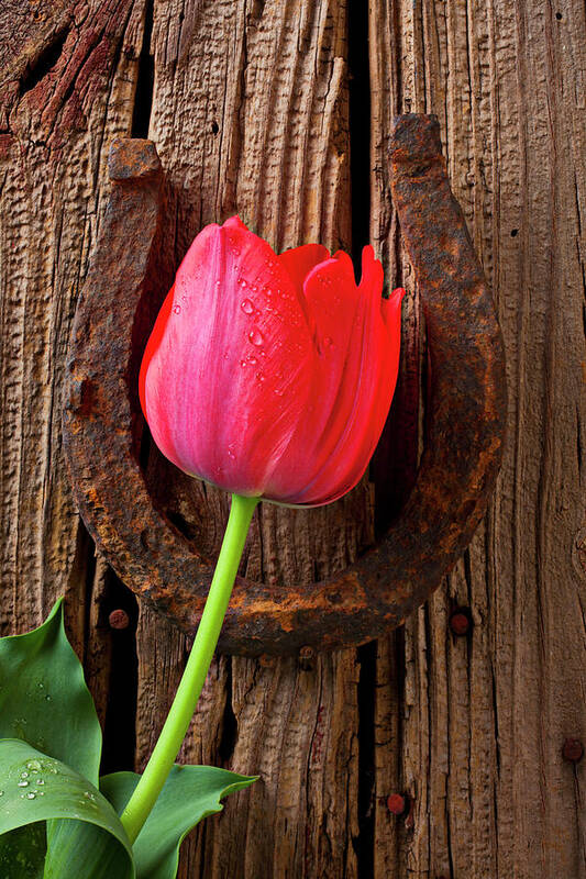 Outdoors Art Print featuring the photograph Red Tulip And Lucky Horseshoe by Garry Gay