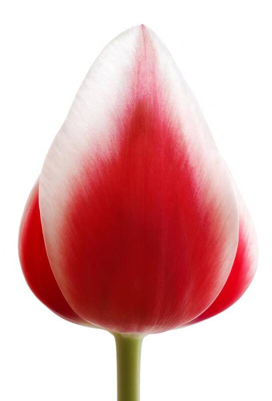 Bud Art Print featuring the photograph Red Tulip by Chris Knorr