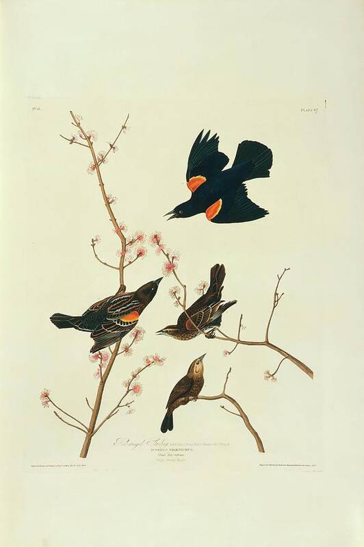 Illustration Art Print featuring the photograph Red-winged Blackbird by Natural History Museum, London/science Photo Library