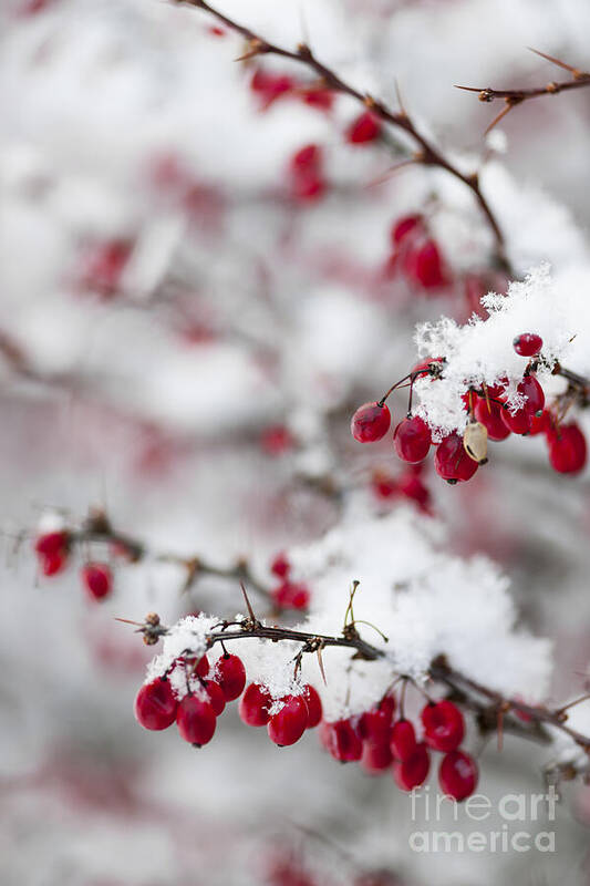 Berries Art Print featuring the photograph Red winter berries under snow 2 by Elena Elisseeva