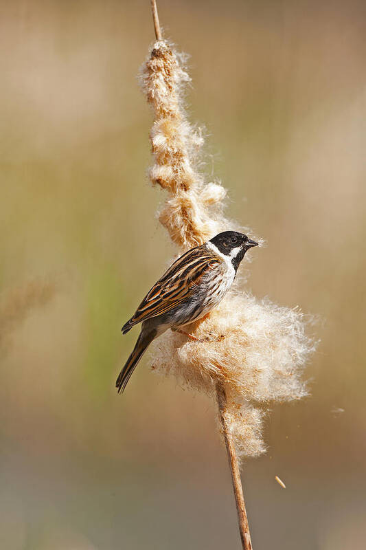 Reed Art Print featuring the photograph Reed Bunting on reed mace. by Paul Scoullar